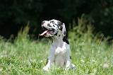 DOGUE ALLEMAND 400